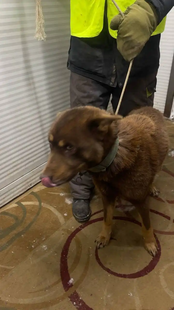 Автодорожный округ кобель 815985 - Барахолка в Якутск