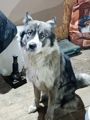 Потеряна собака Лайма с гетерохромией - частное объявление в Якутск