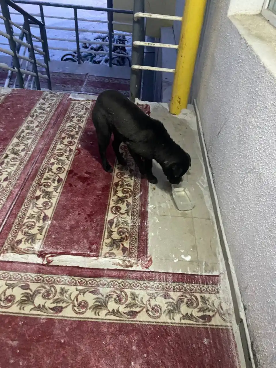 Срочно нужна помощь собаке в Якутске - Собаки (Животные) в Якутск