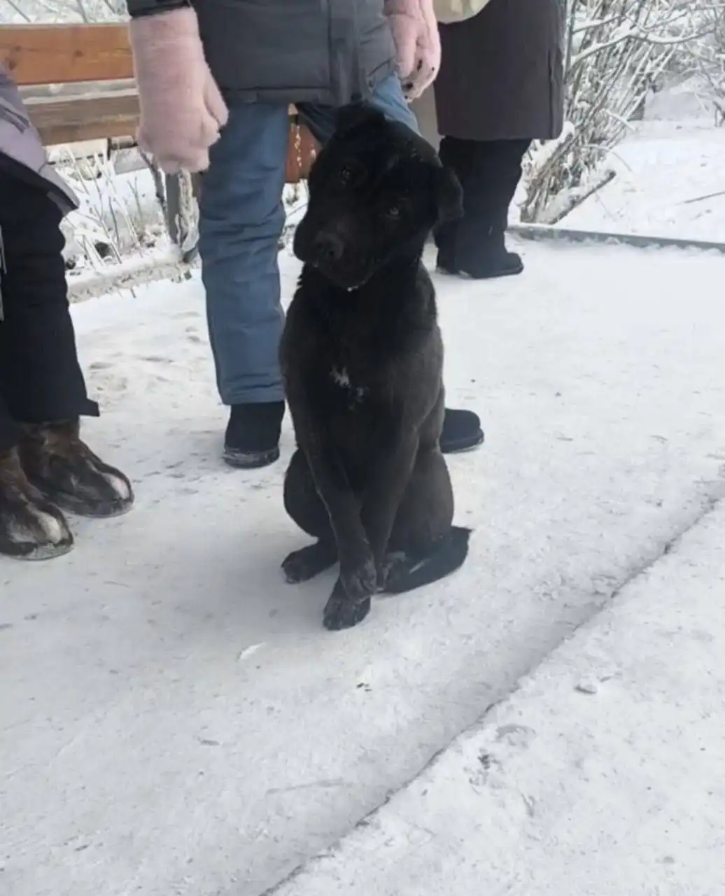 Поиск потерянной собаки с обмороженной лапой - Собаки (Животные) в Якутск
