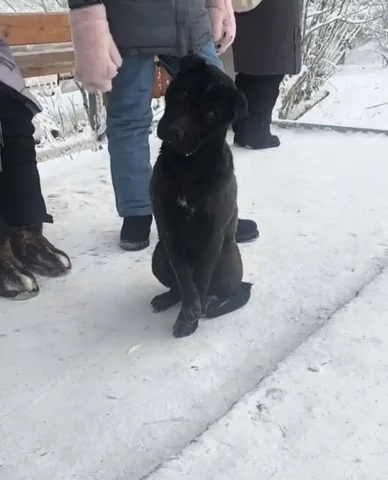 Поиск потерянной собаки с обмороженной лапой - Собаки в Якутск