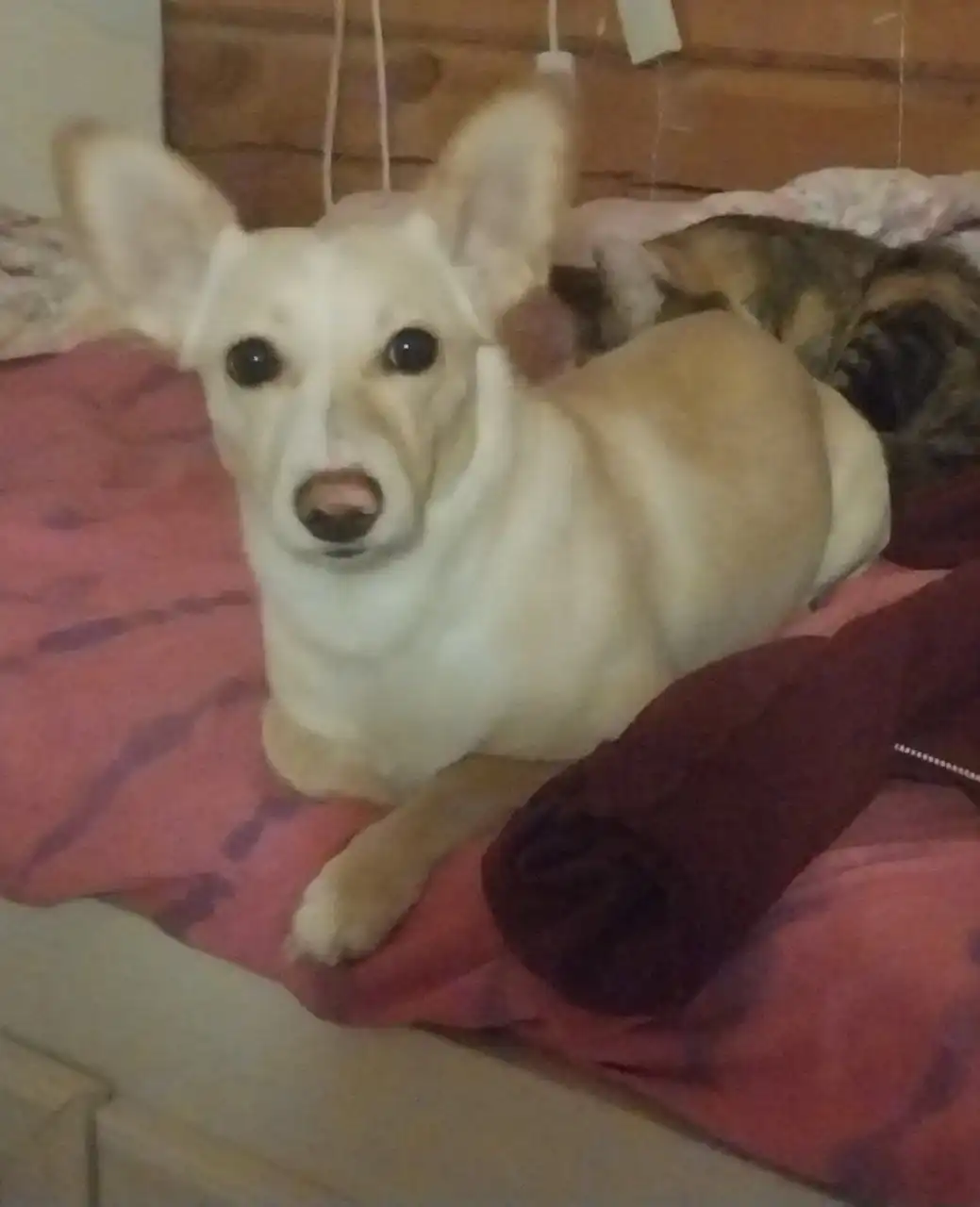 Пропала собака по кличке Элли в Якутске - Потерянные животные (Животные) в Якутск