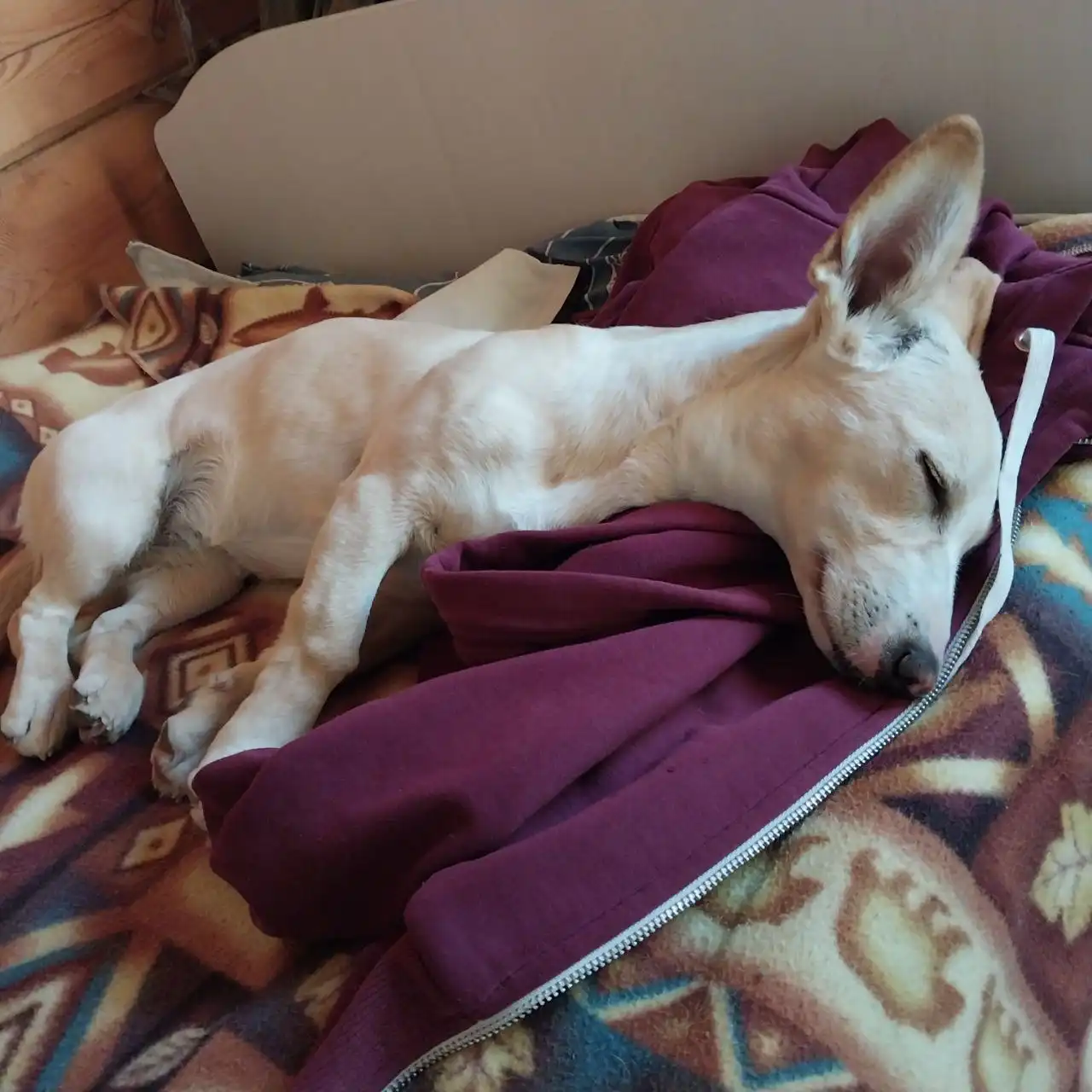 Пропала собака по кличке Элли в Якутске - Потерянные животные (Животные) в Якутск