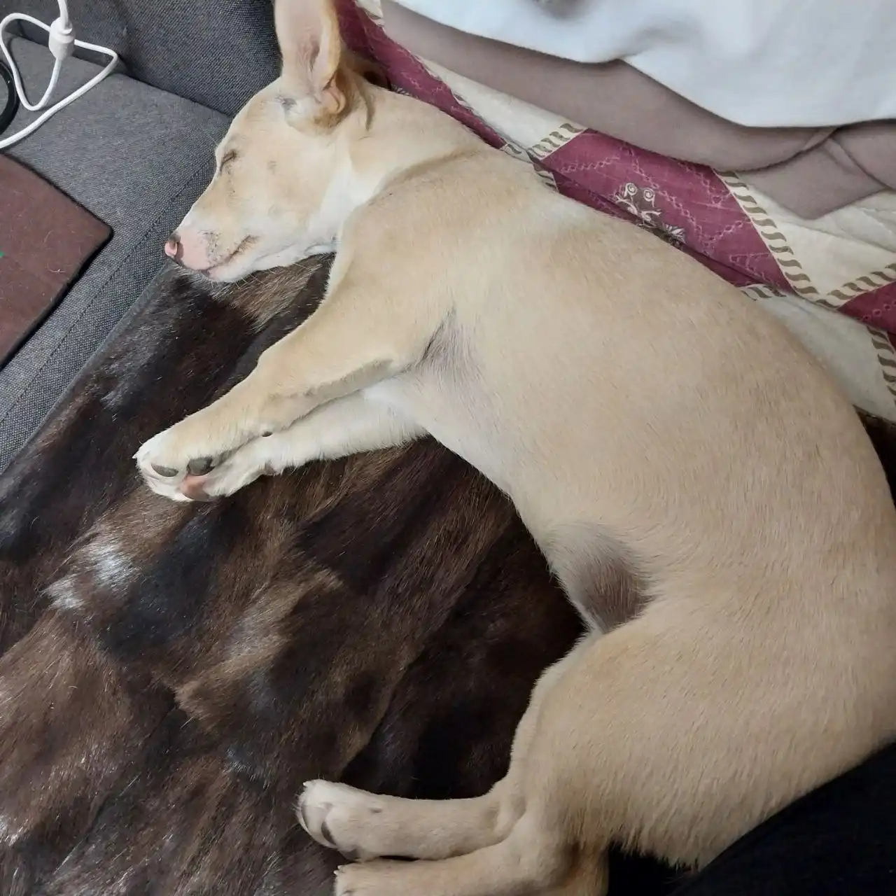 Пропала собака по кличке Элли в Якутске - Потерянные животные (Животные) в Якутск