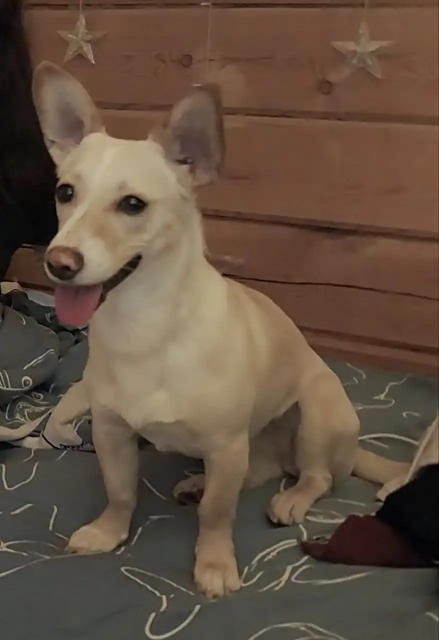 Пропала собака по кличке Элли в Якутске - Потерянные животные (Животные) в Якутск