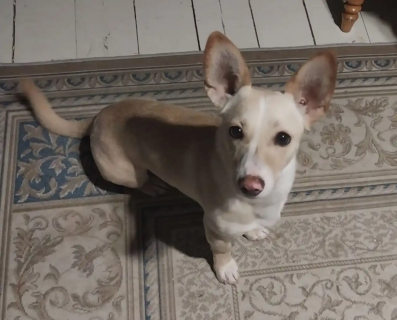 Пропала собака по кличке Элли в Якутске - Потерянные животные (Животные) в Якутск