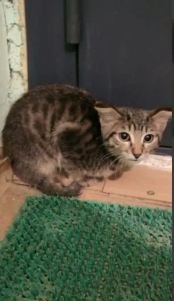 Найден котенок в подъезде - Кошки/котята (Животные) в Якутск