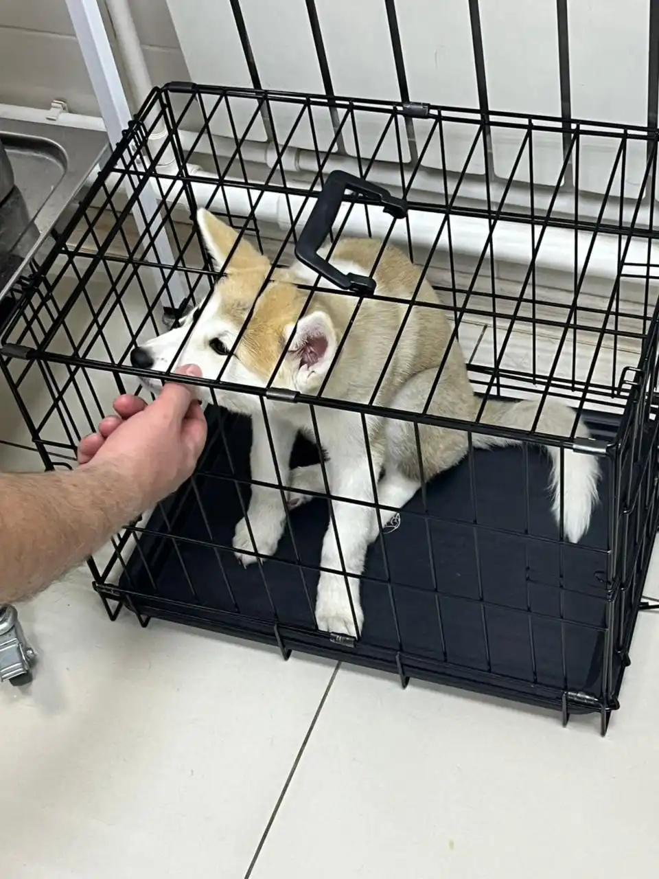 Срочно нужна помощь щенку, брошенному в клинике - Собаки (Животные) в Якутск