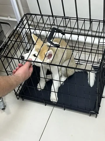 Срочно нужна помощь щенку, брошенному в клинике - Собаки в Якутск