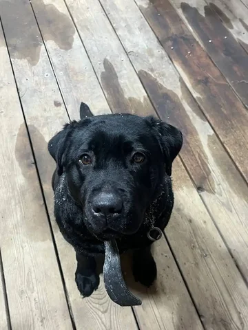 Найдена собака в Автодорожном округе Якутска - Собаки в Якутск