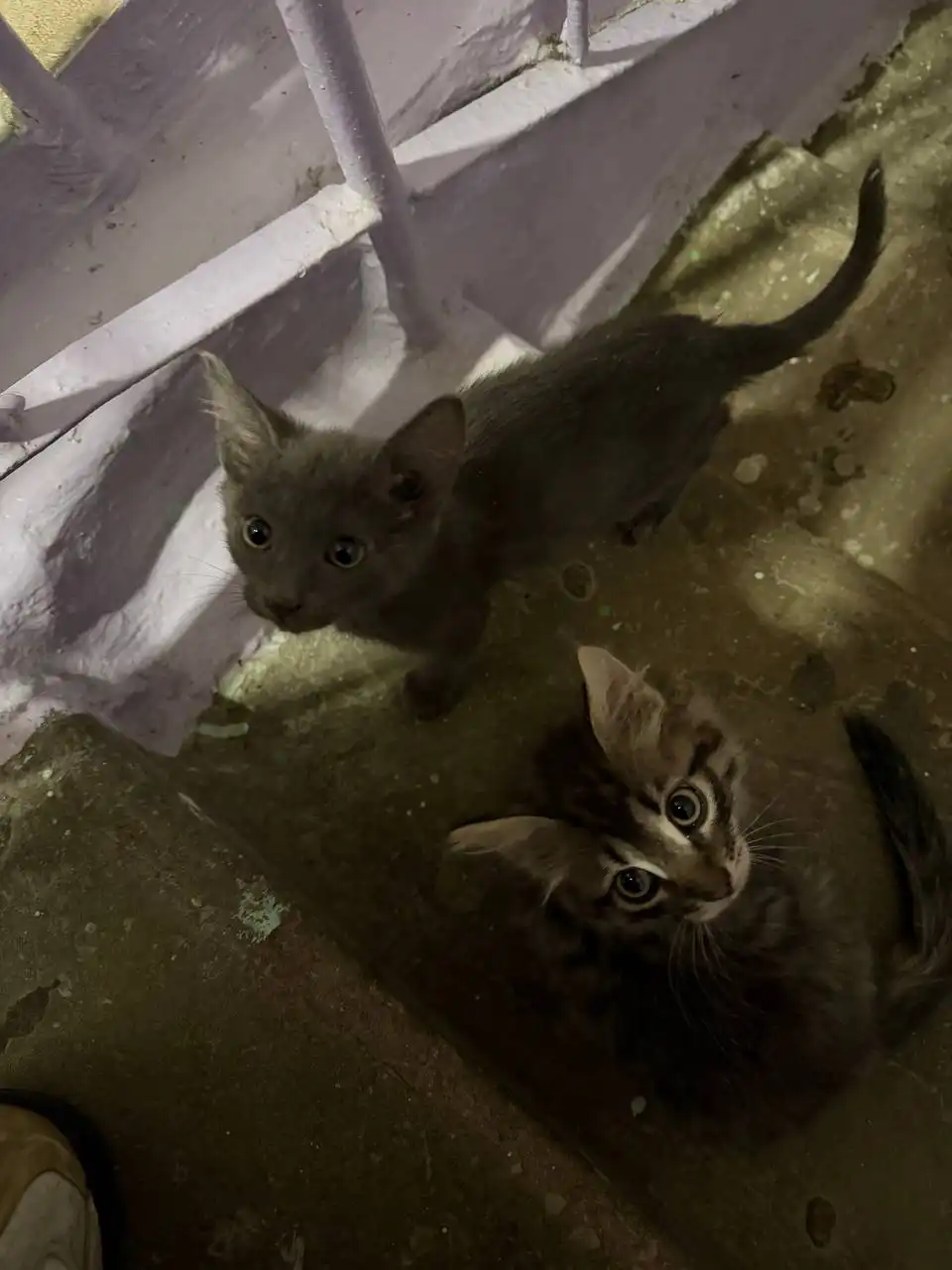 Бесплатные котята на улице Петровского - Кошки (Животные) в Якутск