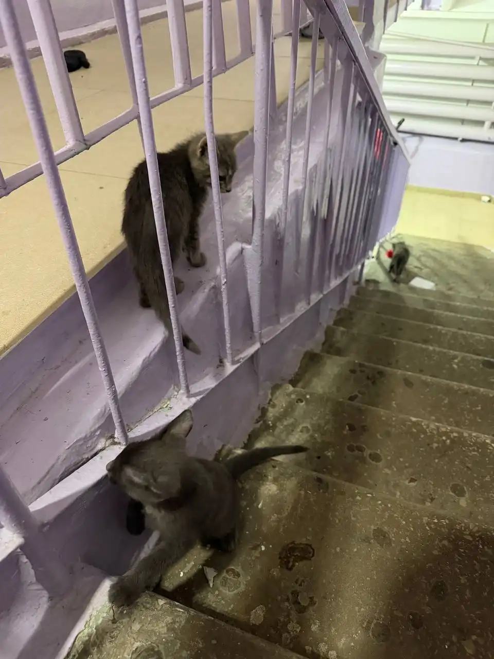 Бесплатные котята на улице Петровского - Кошки (Животные) в Якутск