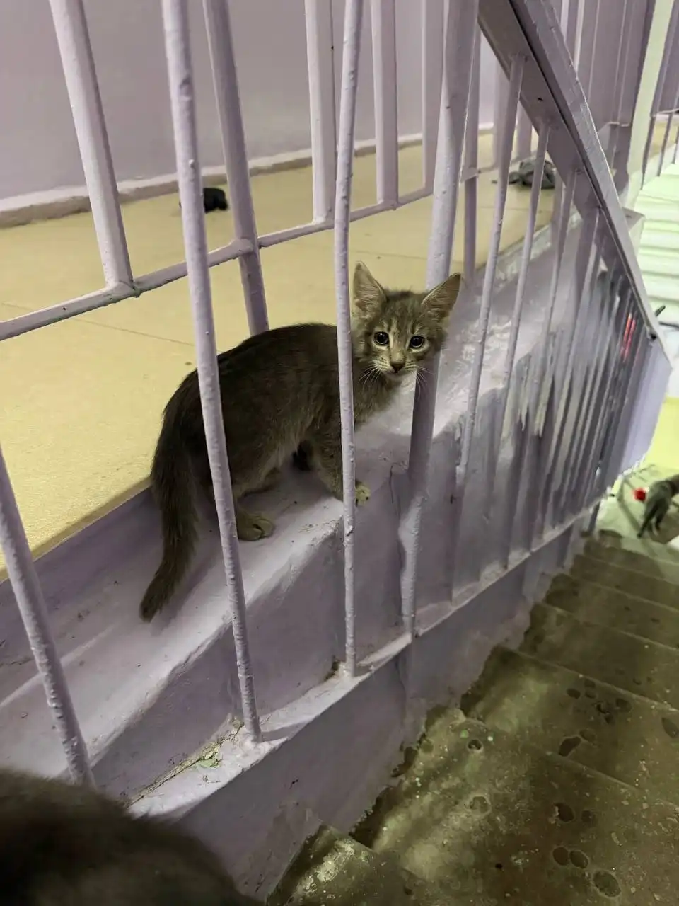 Бесплатные котята на улице Петровского - Кошки (Животные) в Якутск