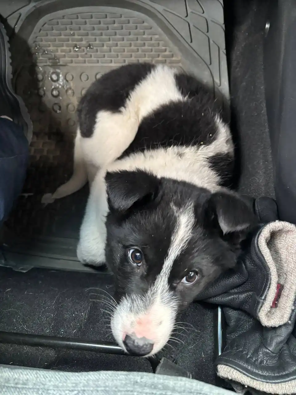 Найден щенок на территории ТЦ Азия - Собаки (Животные) в Якутск