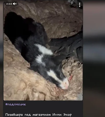 Транспортная услуга для волонтёра в Якутске - Услуги в Якутск