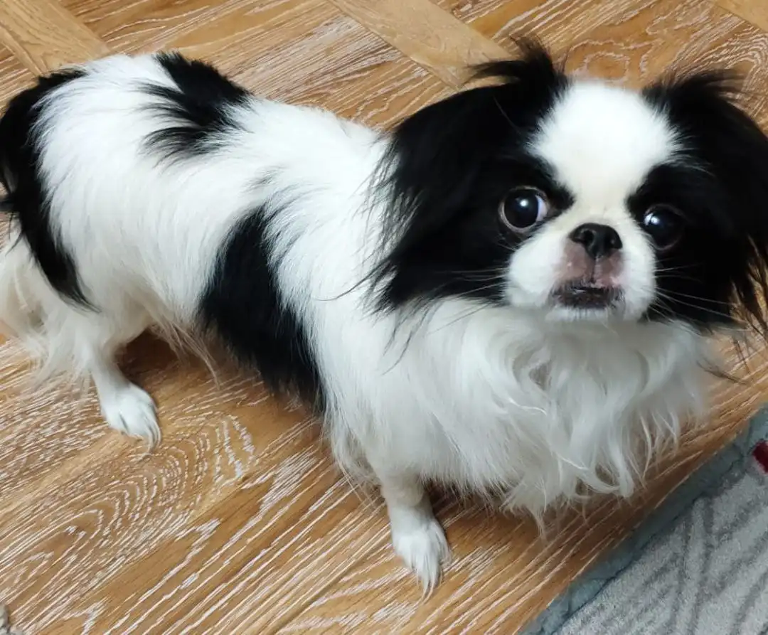 Японский хин Милана 13 лет - Собаки (Животные) в Якутск