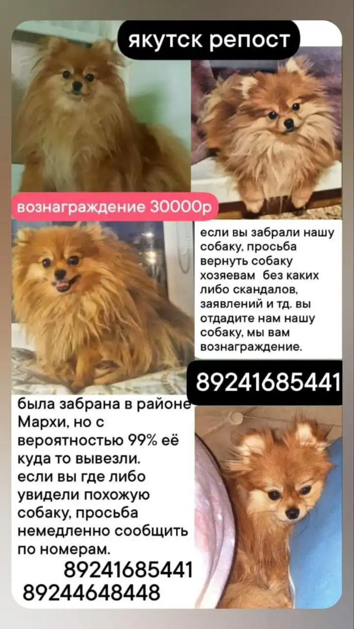 Пропала собака Бусинка в Якутске - Пропавшие животные (Животные) в Якутск