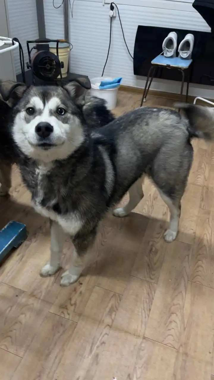 Продажа автомобиля Kia K5 в Якутске - Легковые автомобили (Авто) в Якутск