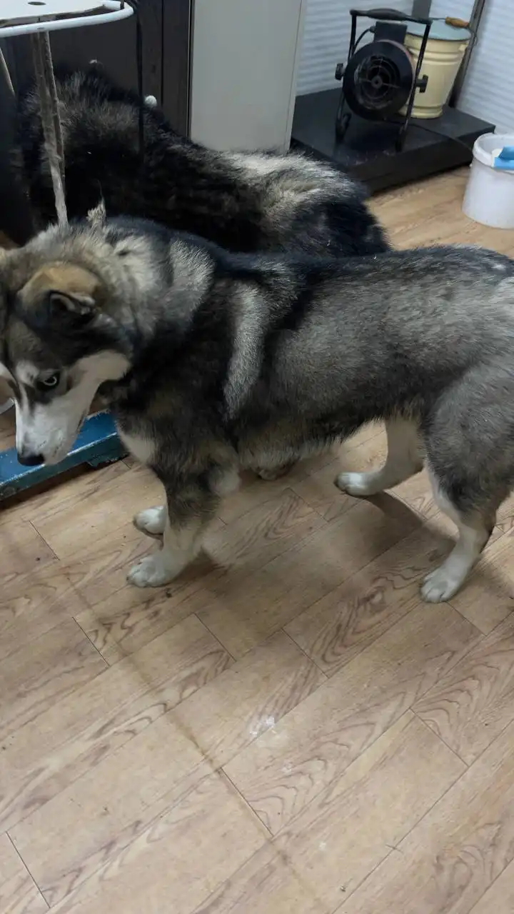 Продажа автомобиля Kia K5 в Якутске - Легковые автомобили (Авто) в Якутск