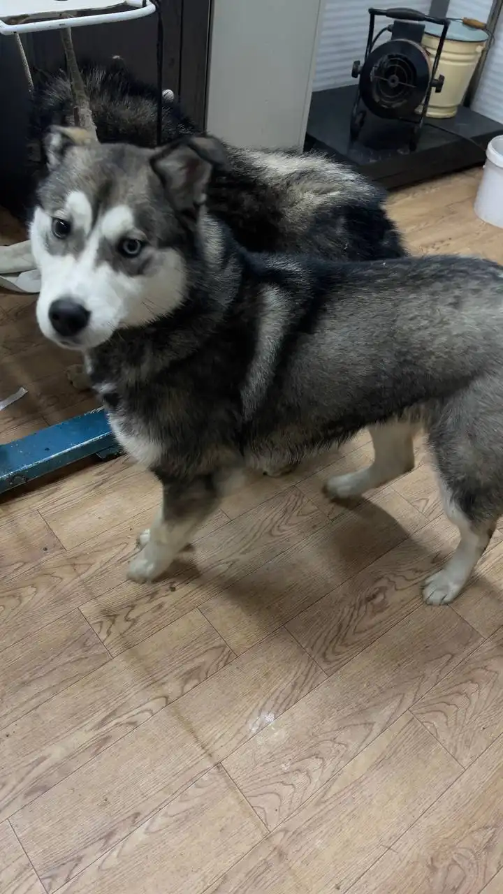 Продажа автомобиля Kia K5 в Якутске - Легковые автомобили (Авто) в Якутск