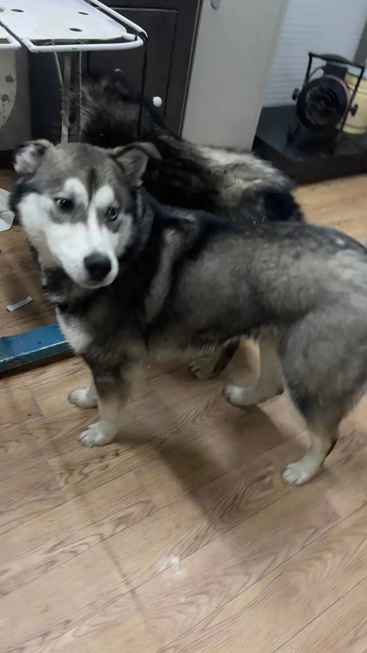 Продажа автомобиля Kia K5 в Якутске - Легковые автомобили (Авто) в Якутск