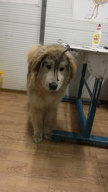 Продажа кобеля по кличке Саган - Собаки в Якутск