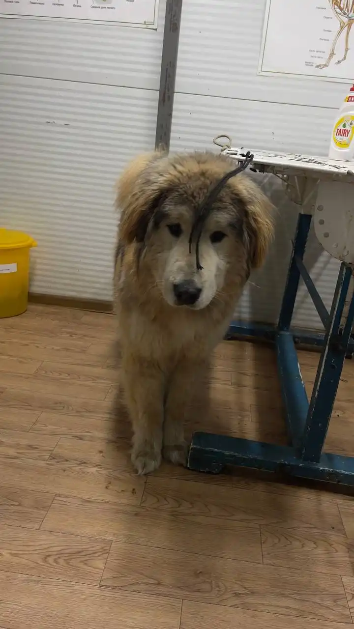 Продажа кобеля по кличке Саган - Собаки (Животные) в Якутск