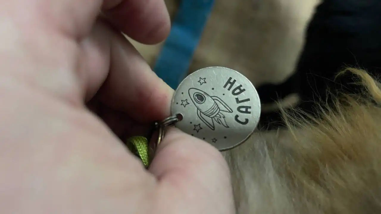 Продажа кобеля по кличке Саган - Собаки (Животные) в Якутск