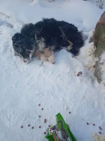 Найден черный кобель в Автодорожном округе Якутска - Животные в Якутск