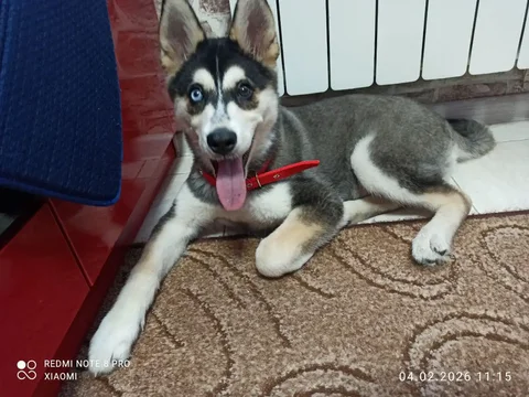 Найден щенок на улице Кузьмина - Собаки в Якутск