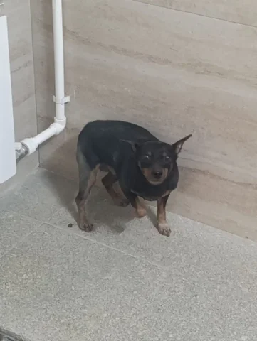 Собака на улице Ильменской нуждается в помощи - Собаки в Якутск