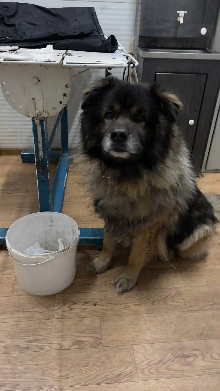 Продажа щенка немецкой овчарки в Якутске - Собаки (Животные) в Якутск