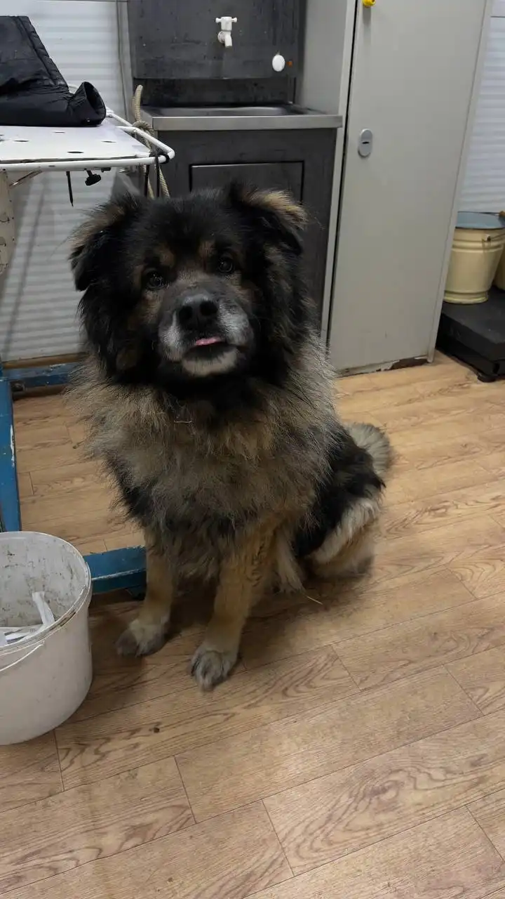 Продажа щенка немецкой овчарки в Якутске - Собаки (Животные) в Якутск