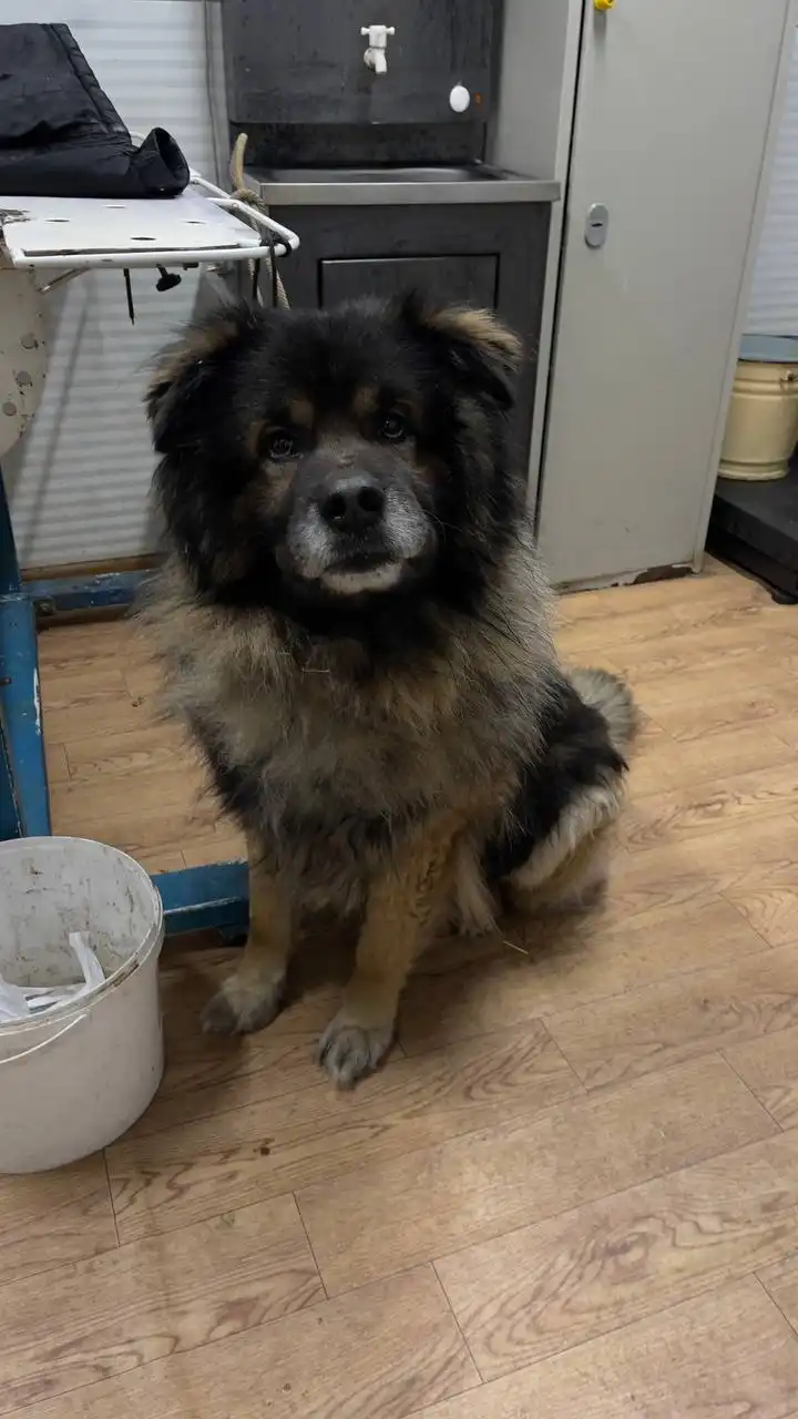 Продажа щенка немецкой овчарки в Якутске - Собаки (Животные) в Якутск