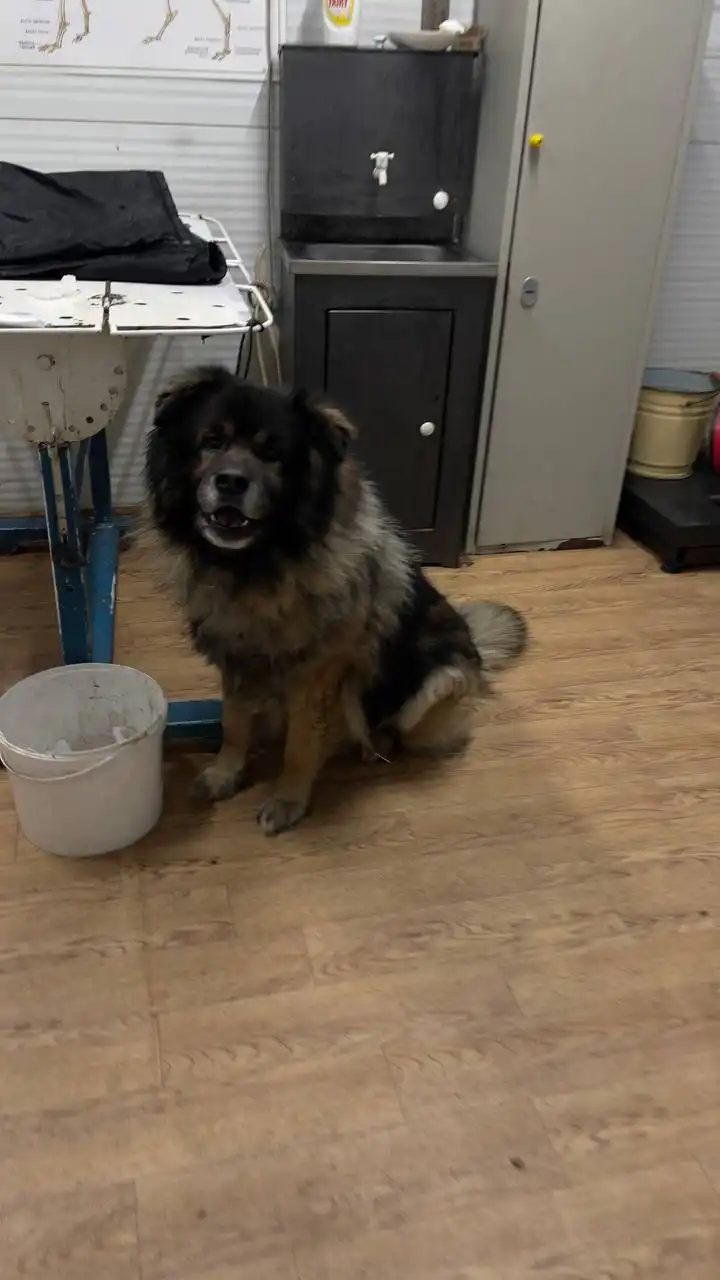 Продажа щенка немецкой овчарки в Якутске - Собаки (Животные) в Якутск