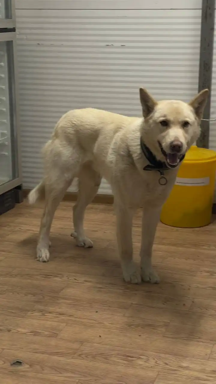 Продажа автомобильного кобеля в Автодорожном округе - Барахолка в Якутск