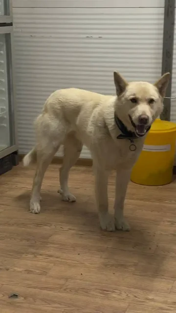 Продажа автомобильного кобеля в Автодорожном округе - частное объявление в Якутск