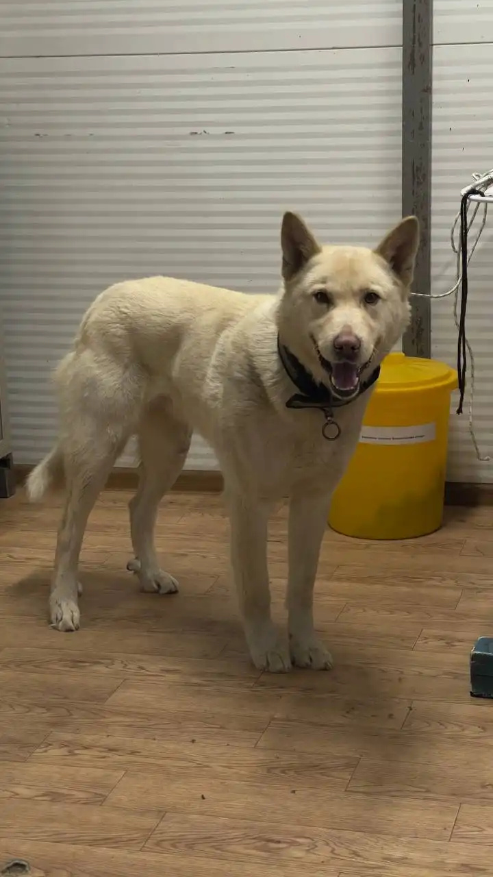 Продажа автомобильного кобеля в Автодорожном округе - Барахолка в Якутск