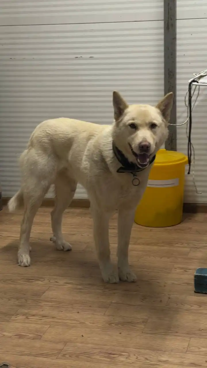 Продажа автомобильного кобеля в Автодорожном округе - Барахолка в Якутск