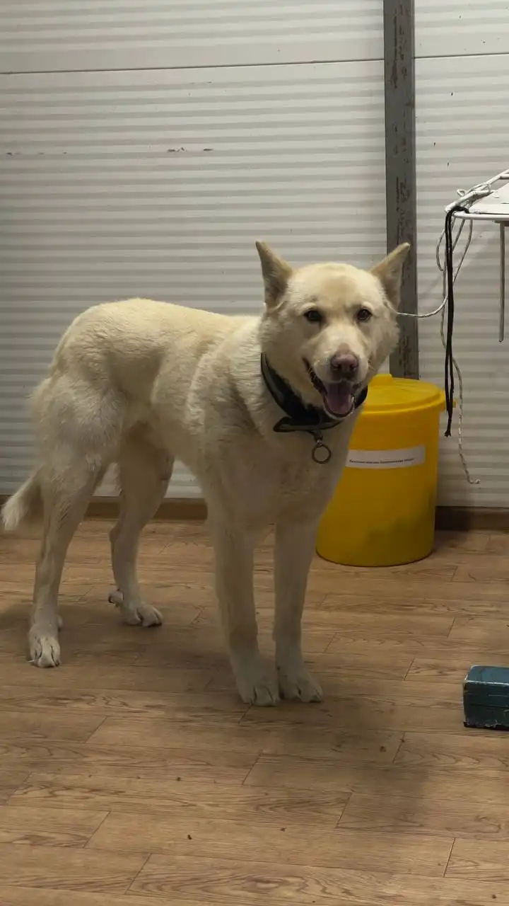 Продажа автомобильного кобеля в Автодорожном округе - Барахолка в Якутск