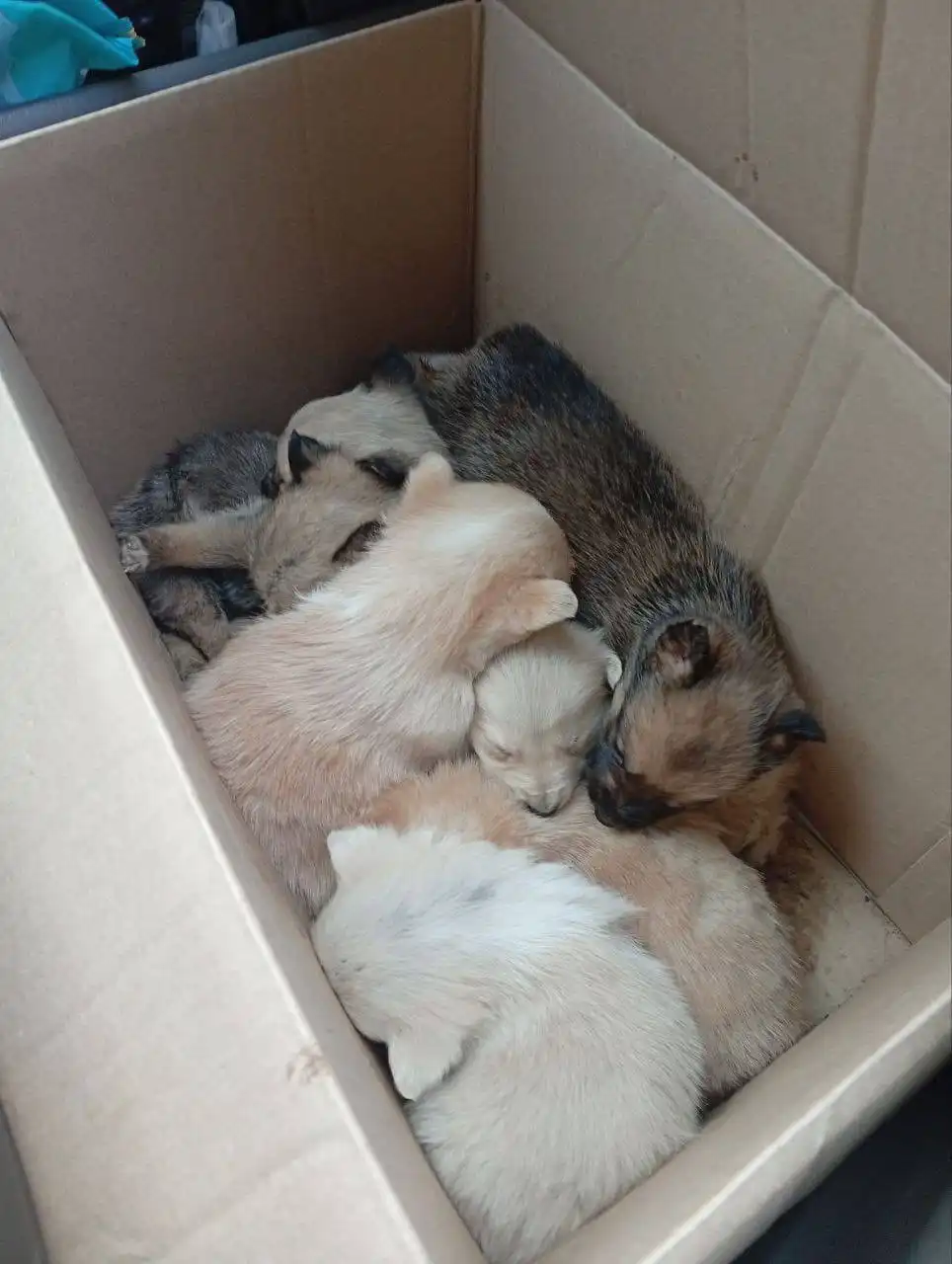 8 подкидышей