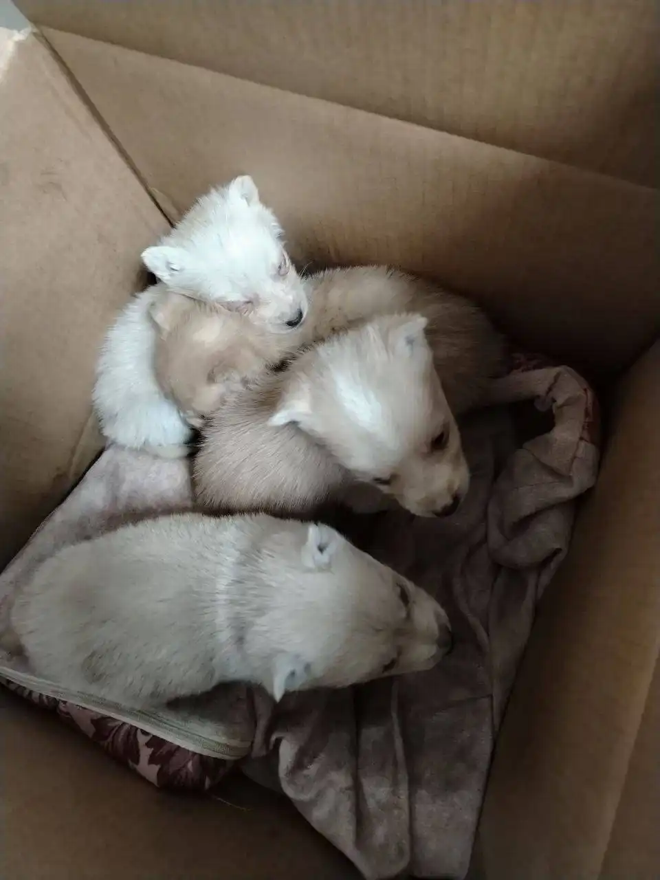 8 подкидышей