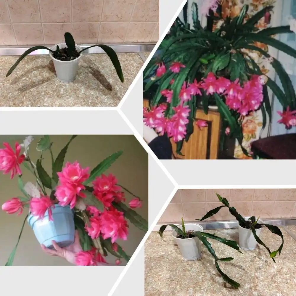 Эпифиллум - кактус-орхидея