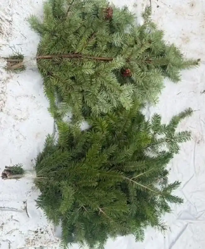 Продажа веток сибирской пихты