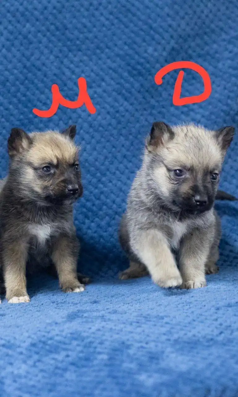 Отдам щенков