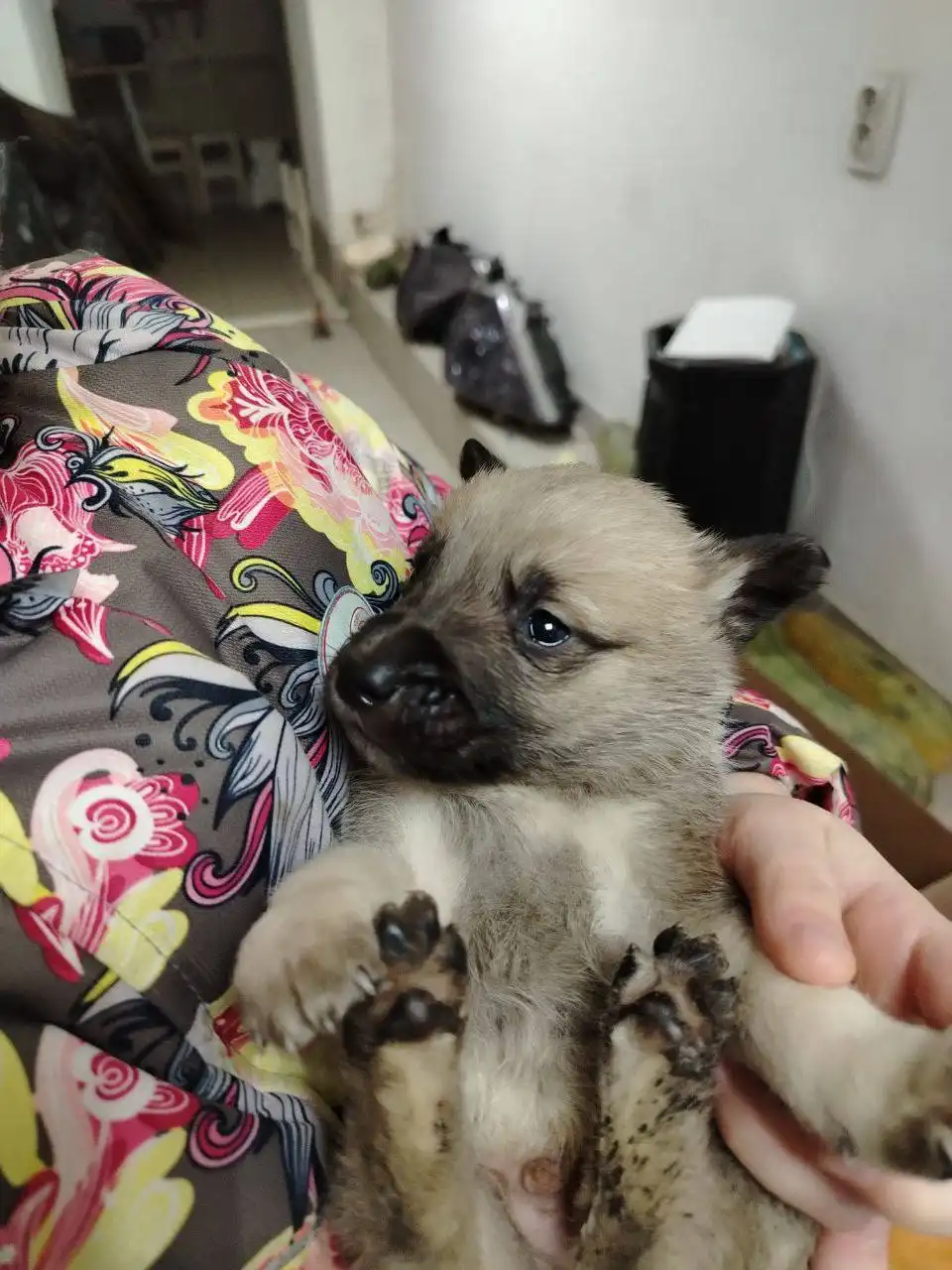 Отдам щенков