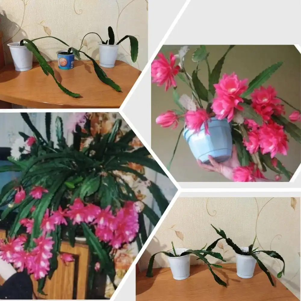 Продажа кактуса эпифиллум (орхидейный кактус)