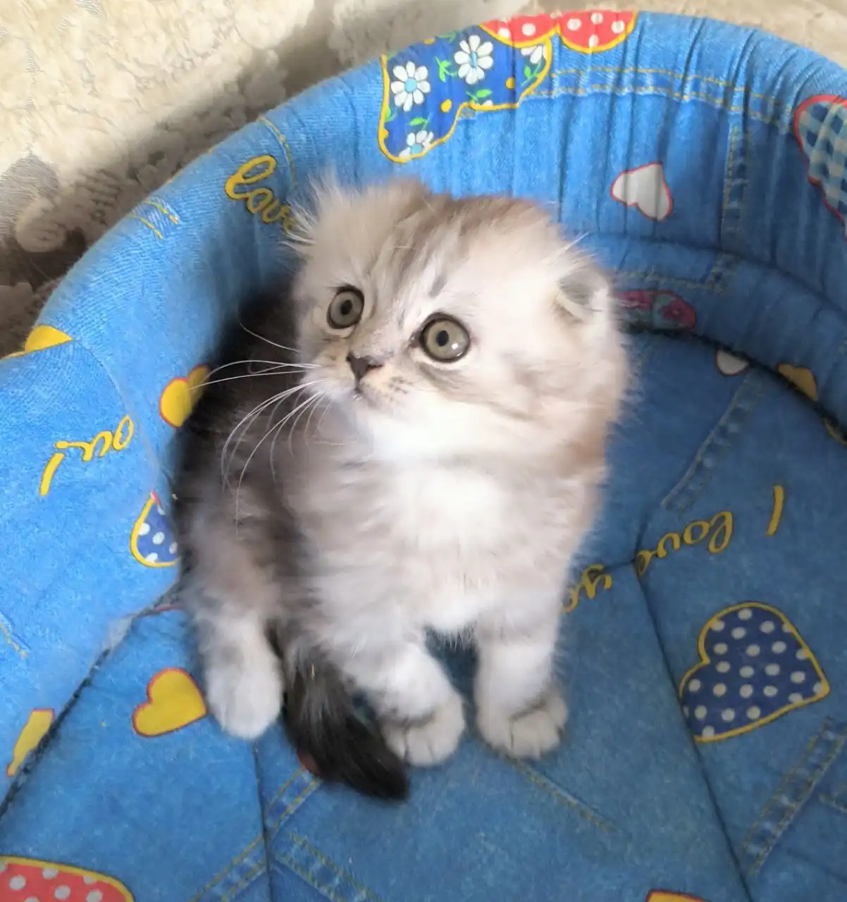 Шотландская вислоухая кошка серебристый табби