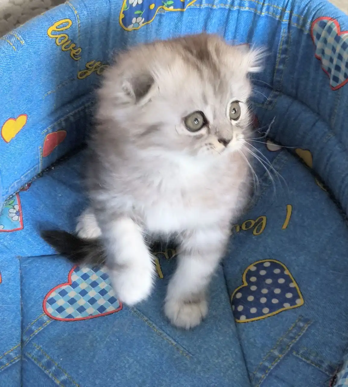 Шотландская вислоухая кошка серебристый табби