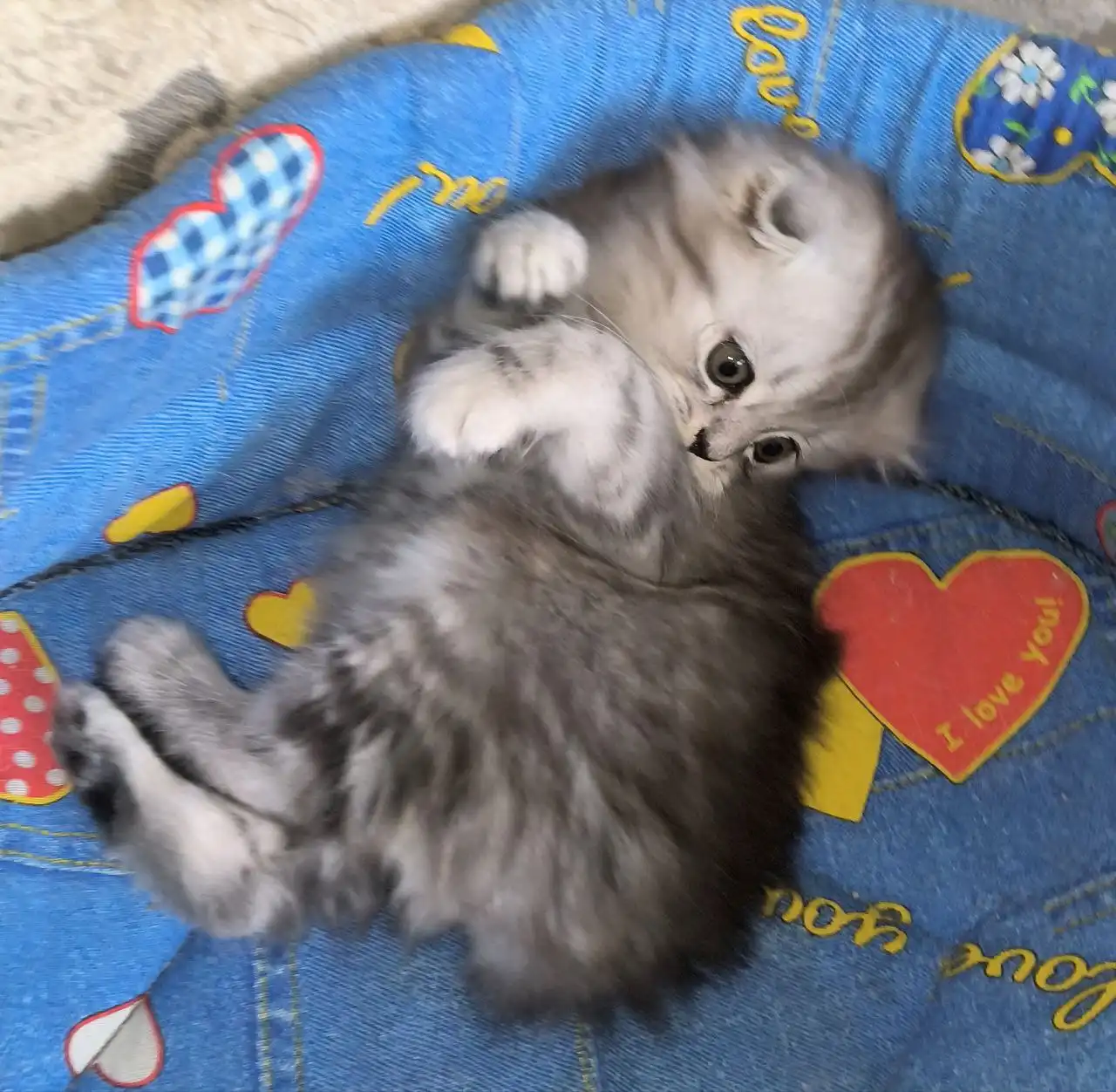 Шотландская вислоухая кошка серебристый табби